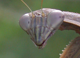Chinese Mantis
